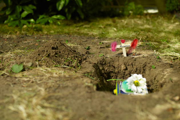 What You Need to Know About Grief and Losing a Pet